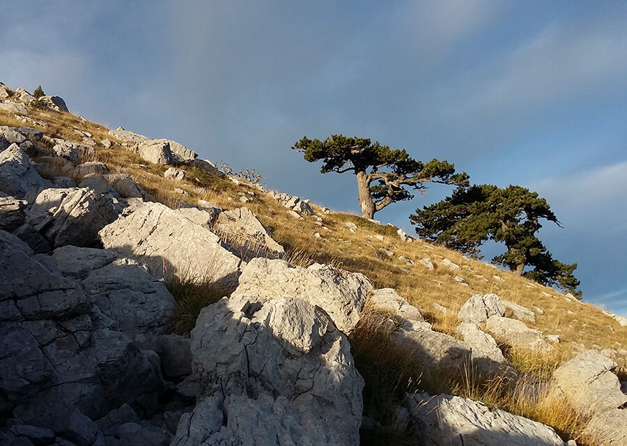Nord del Pollino e pino loricato (foto: Ivana Pugliese)